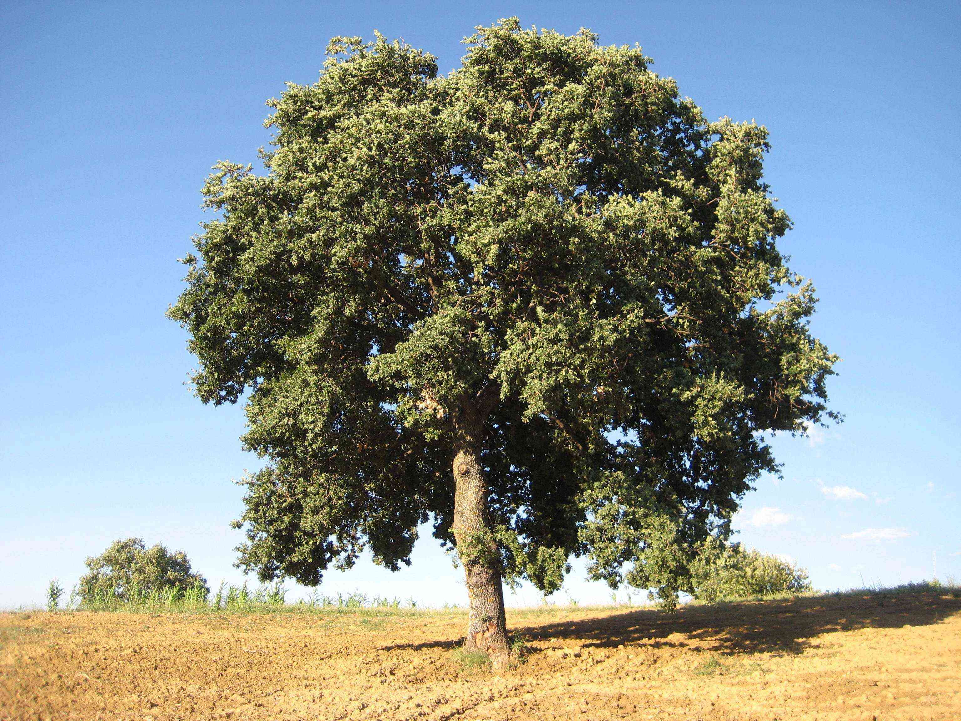 albero